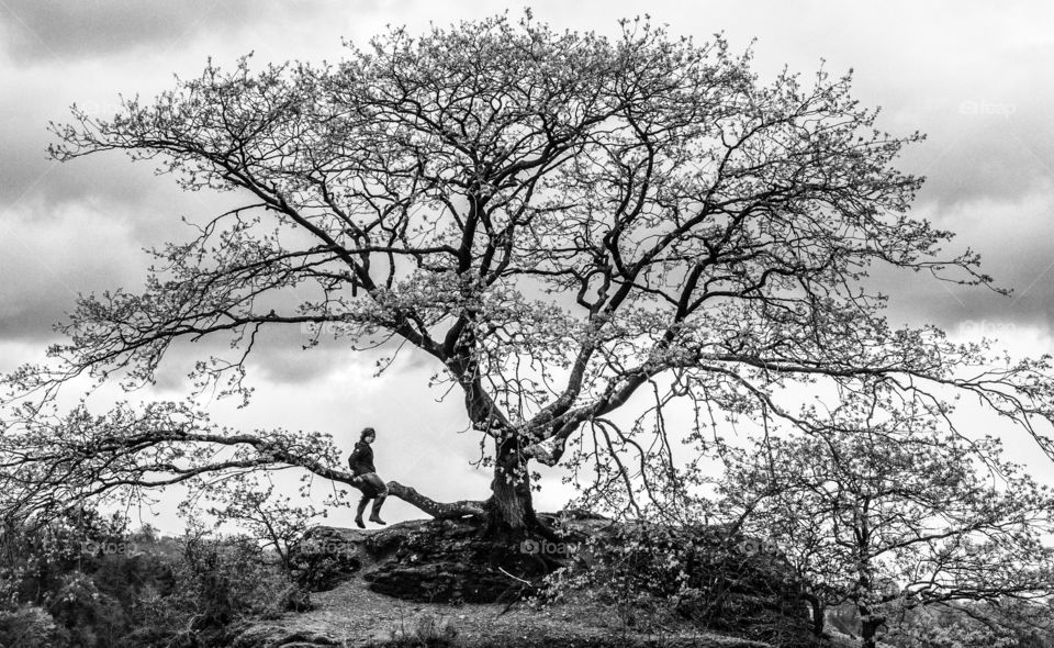 Springtime tree climb. Rachael in the tree