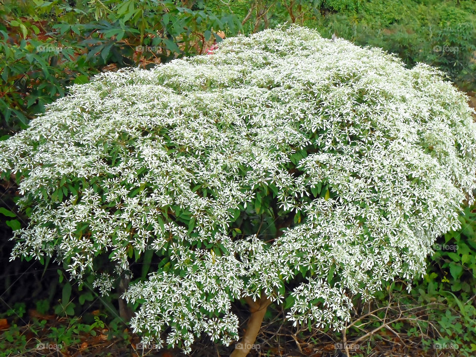 Annual Euphorbia Plant In Autumn