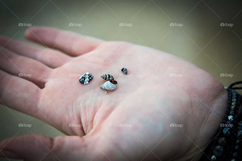 Shells in hand
