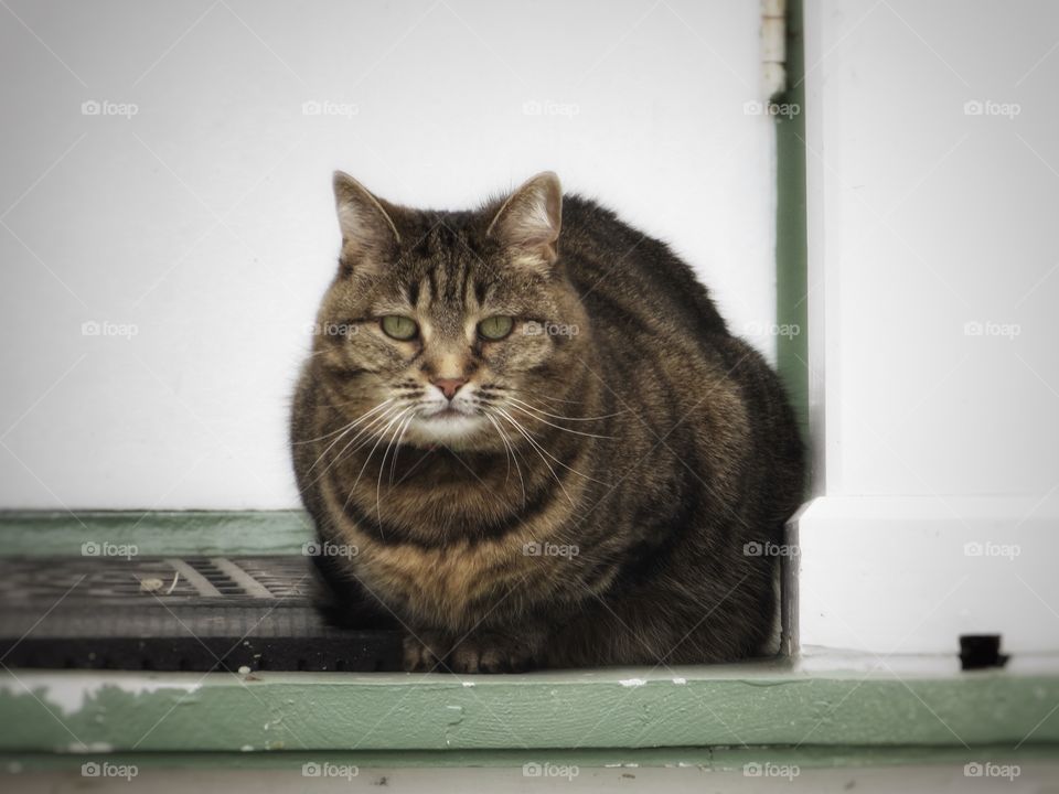 Cat with green eyes that match with the surroundings