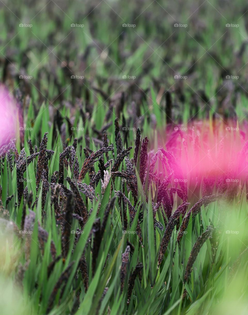 紫糯米稻子熟了