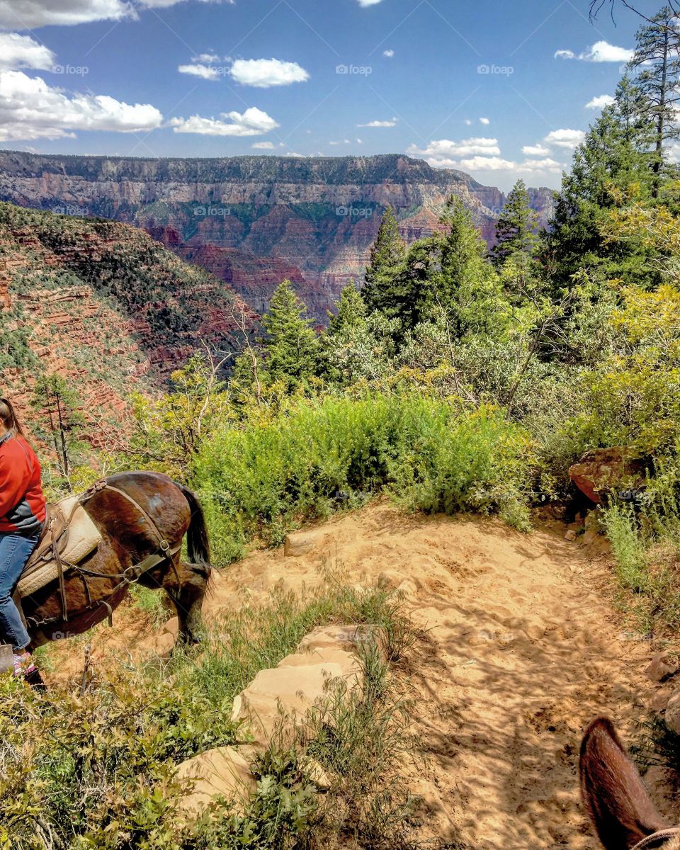 Riding mules down into the Grand Canyon 