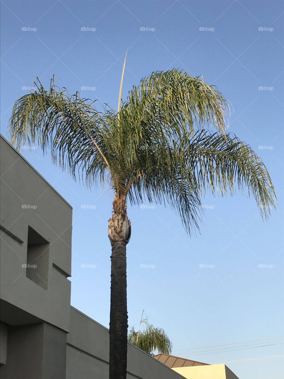 A nice palm tree. It is situated at a small, quiet shopping center. The sight of such tree would give one a feeling of desire to be in a peaceful, relaxing tropical environment.