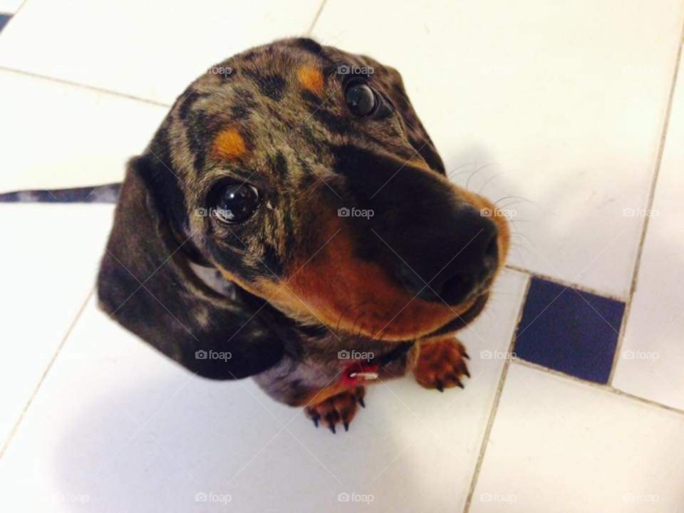 Dapple dachshund