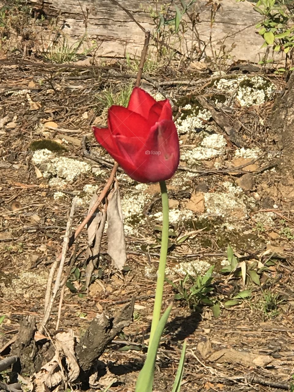 The Single Tulip