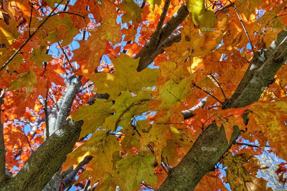 Nature. Autumn Leaves