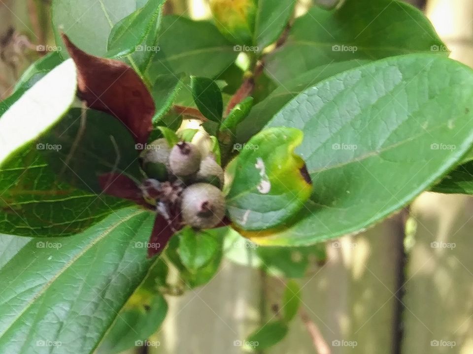 berries of the honeysuckle vine