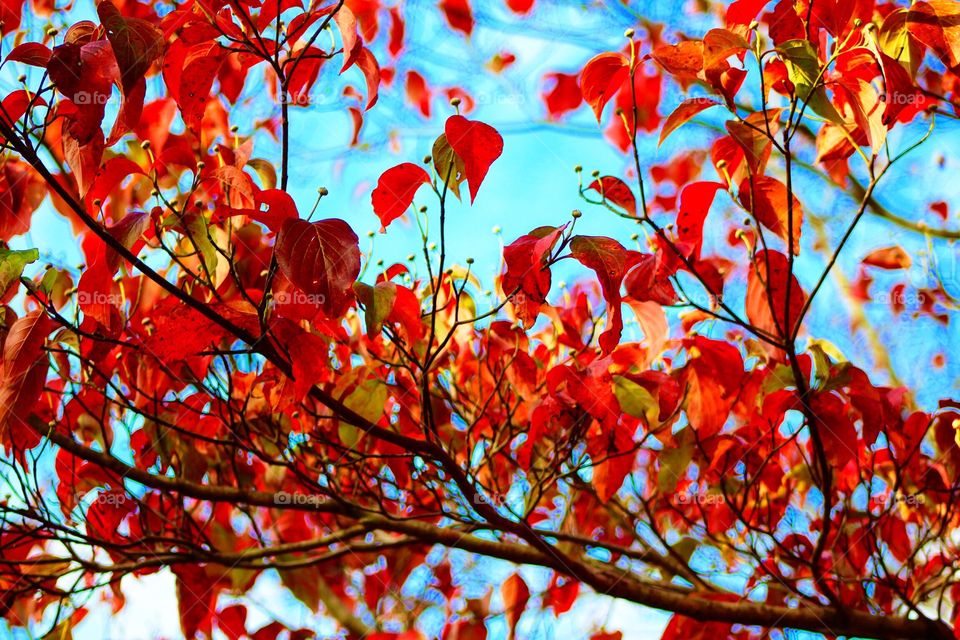 Red foliage