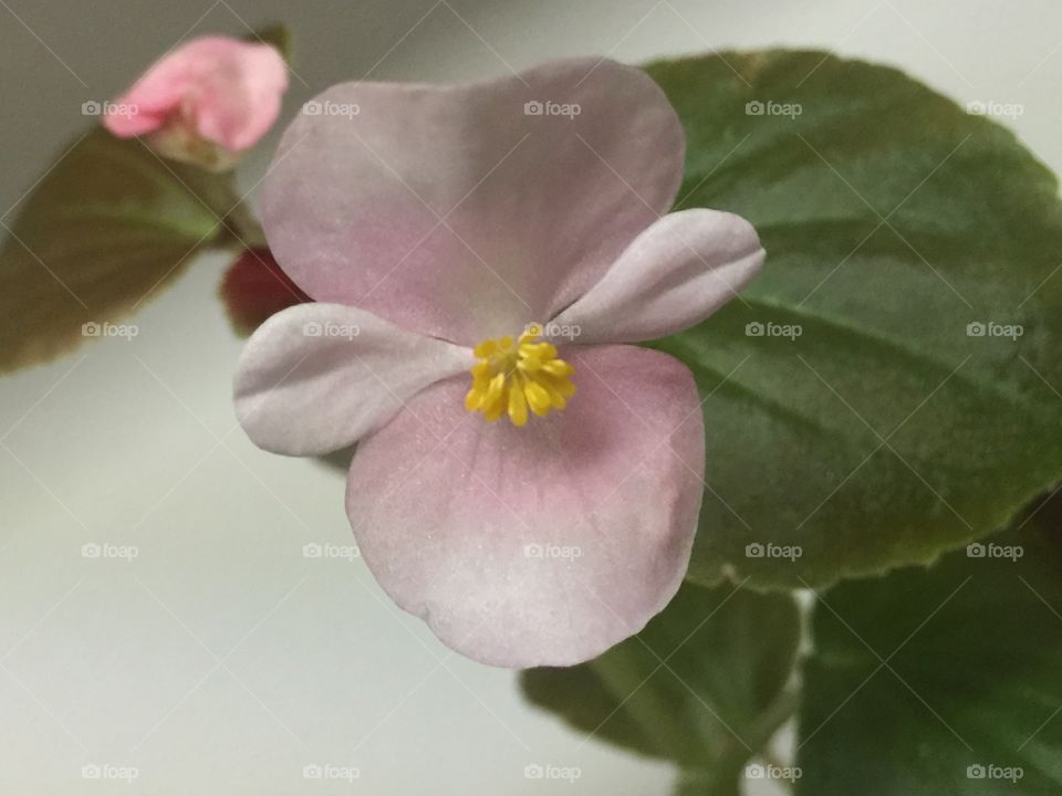 Pink begonia