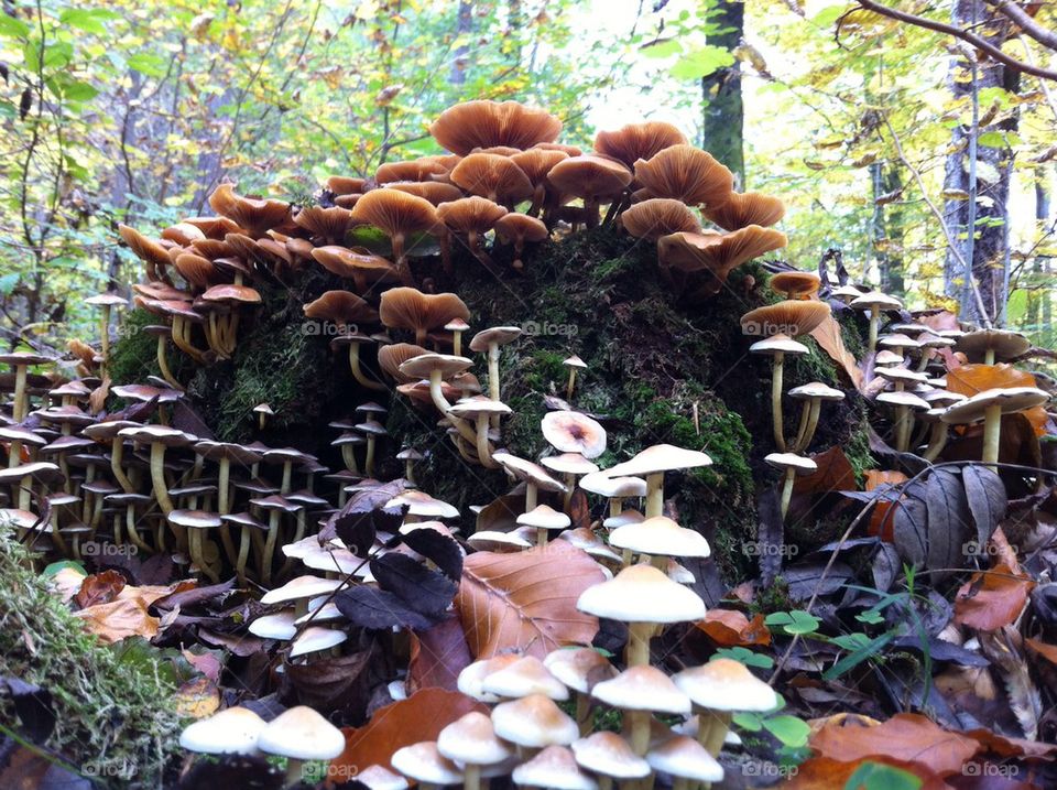mushroom autumn