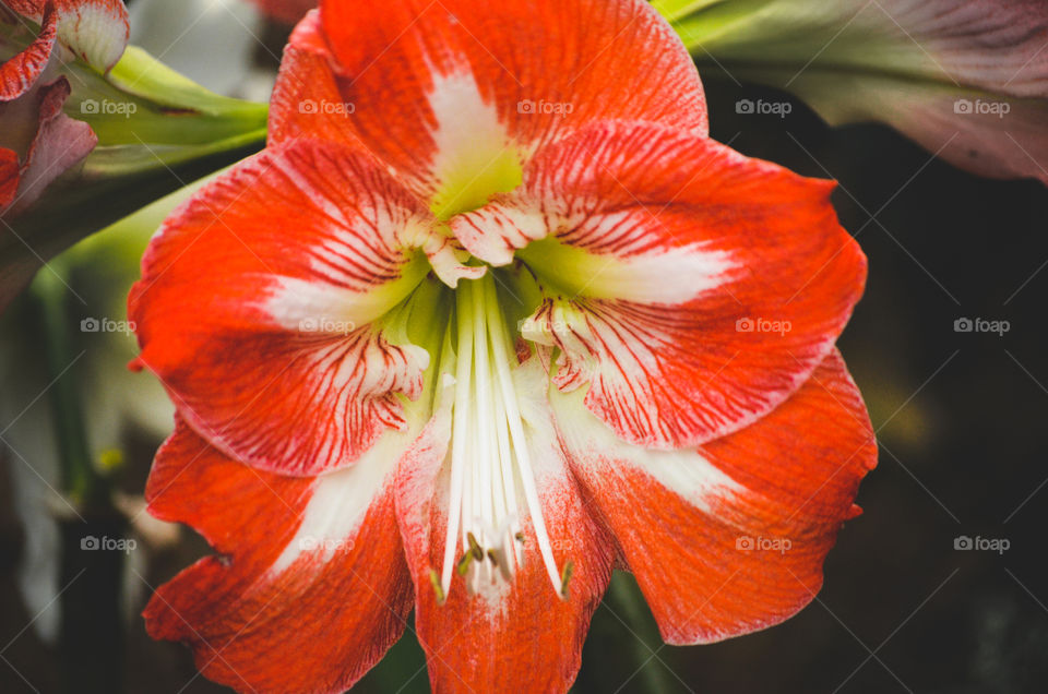 red flower