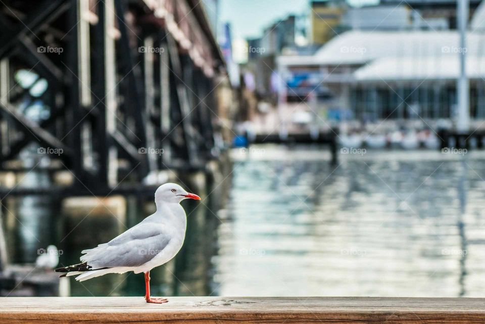 Seagull perching on pier