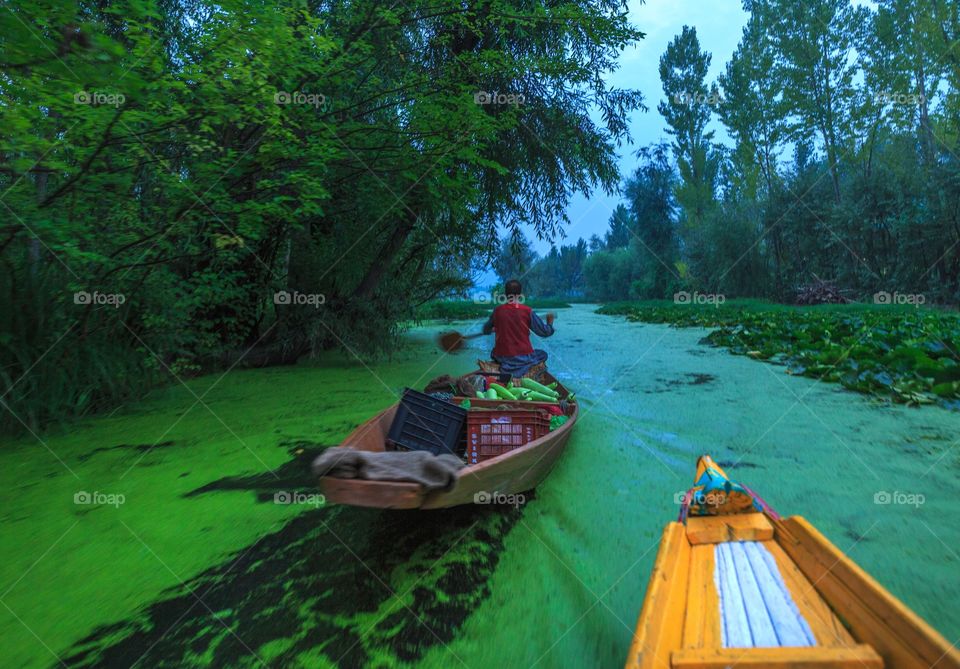 local vegetable vendor going back home by rowing his boat amidst moss in the lake and Green trees
