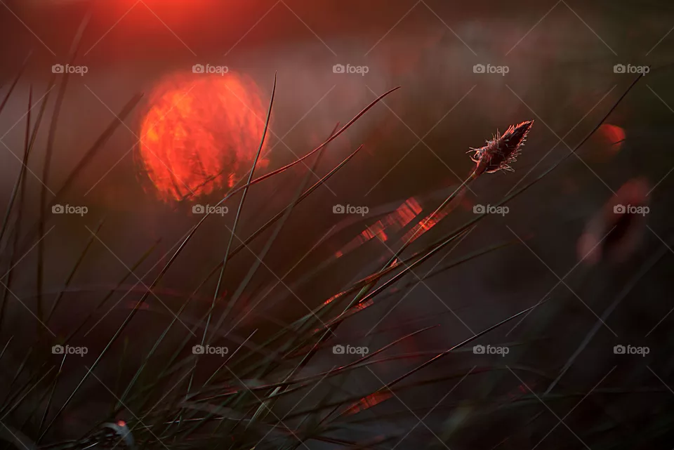 Close up of meadow grass at sunset