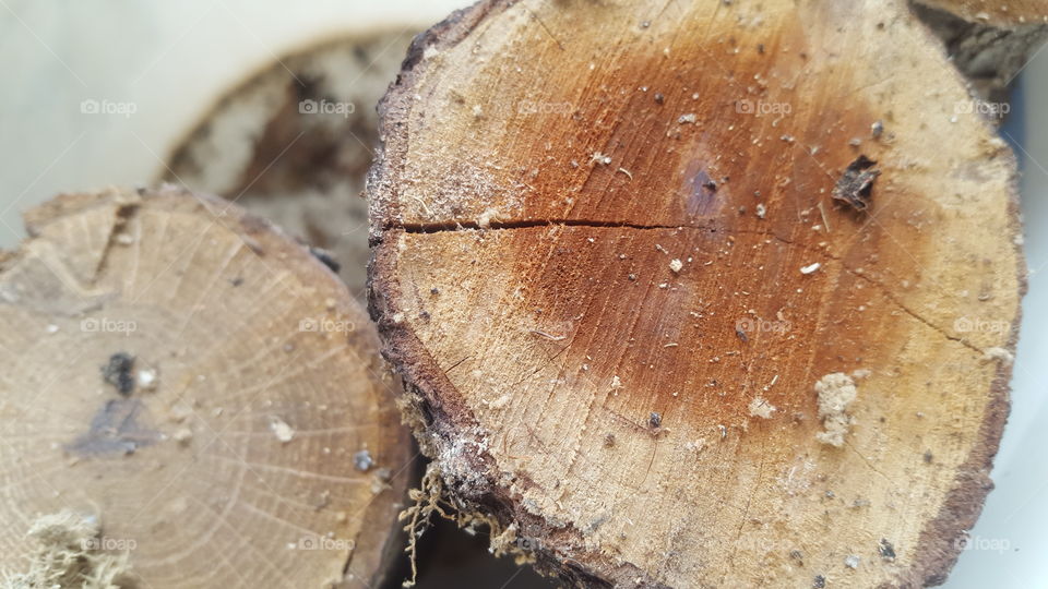 cutting wood closeup