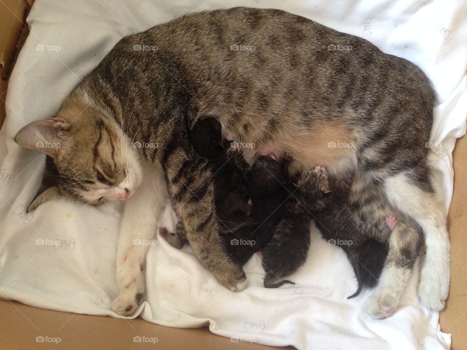 Adorable kittens and their mom.