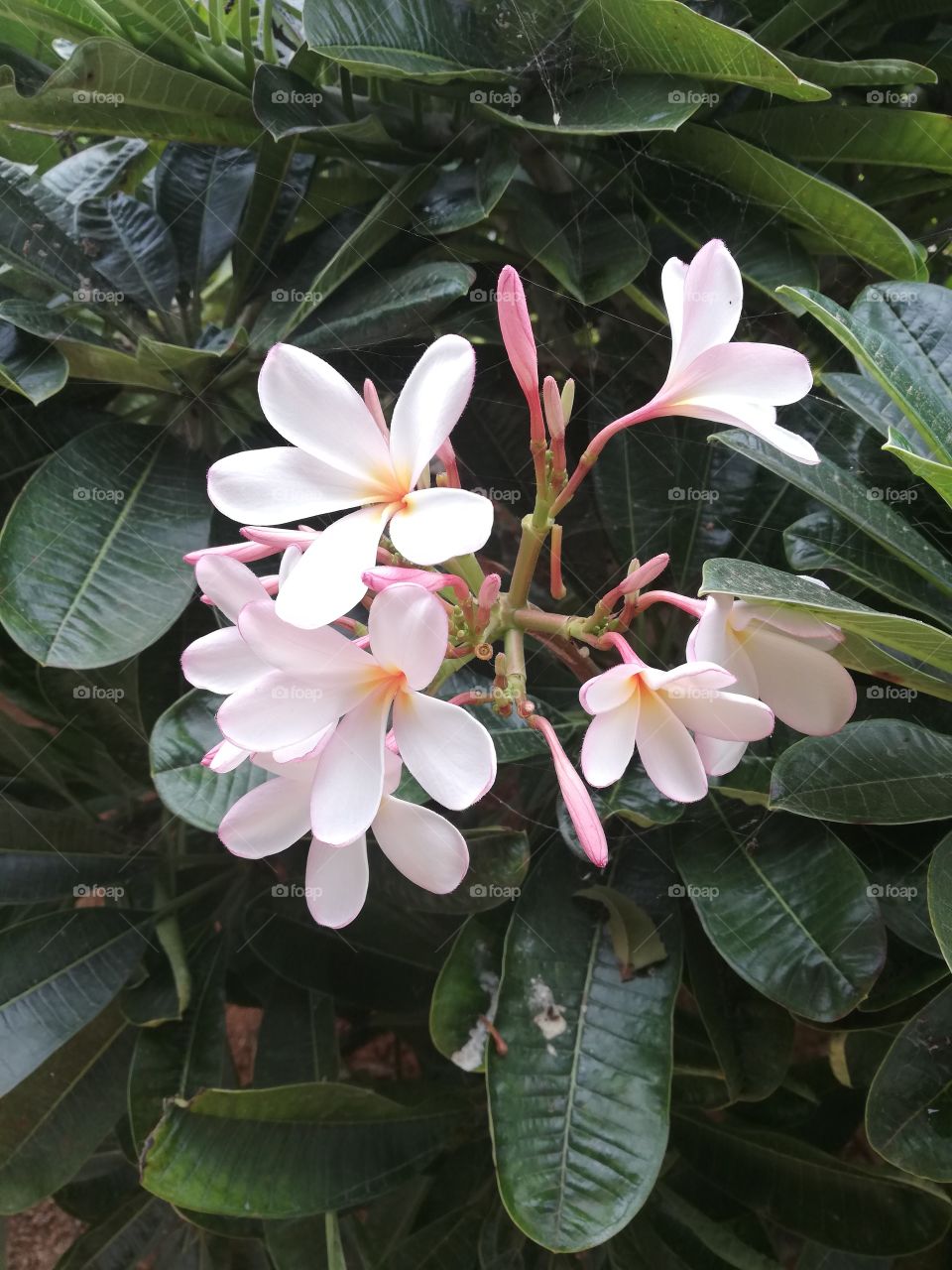 Plumeria rubra also called frangipani