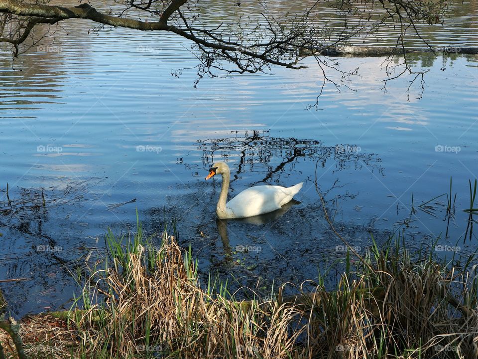 Swan