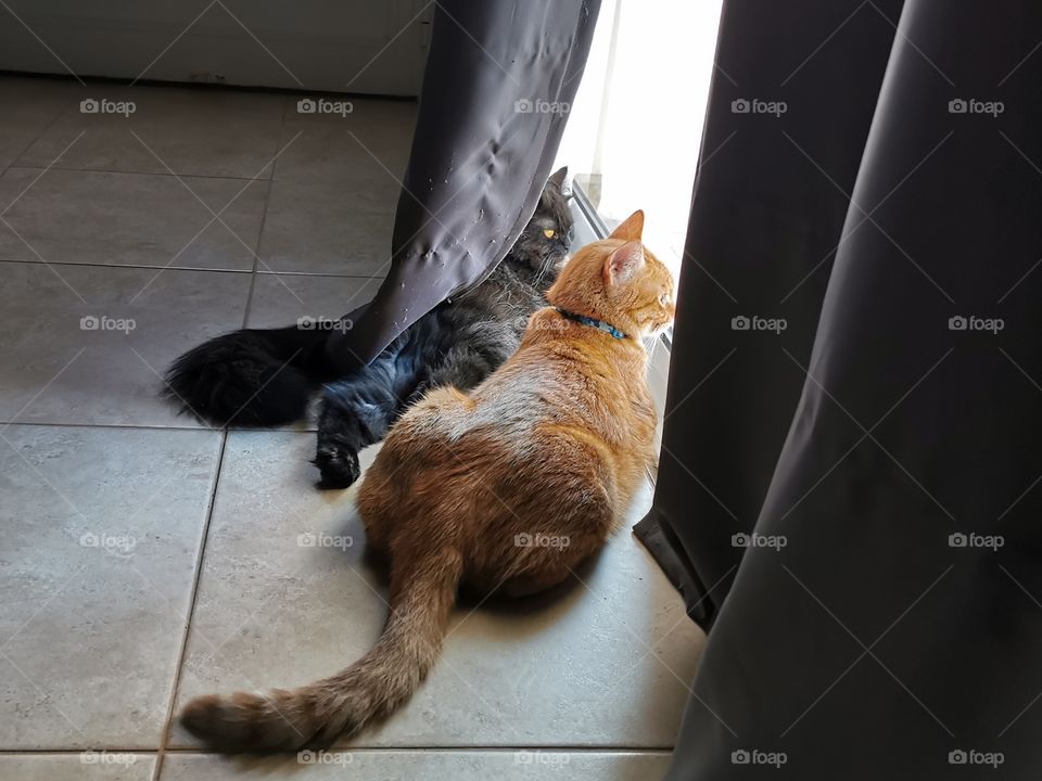 Ginger cat and Persian cat sitting and looking out the patio door in the living room.