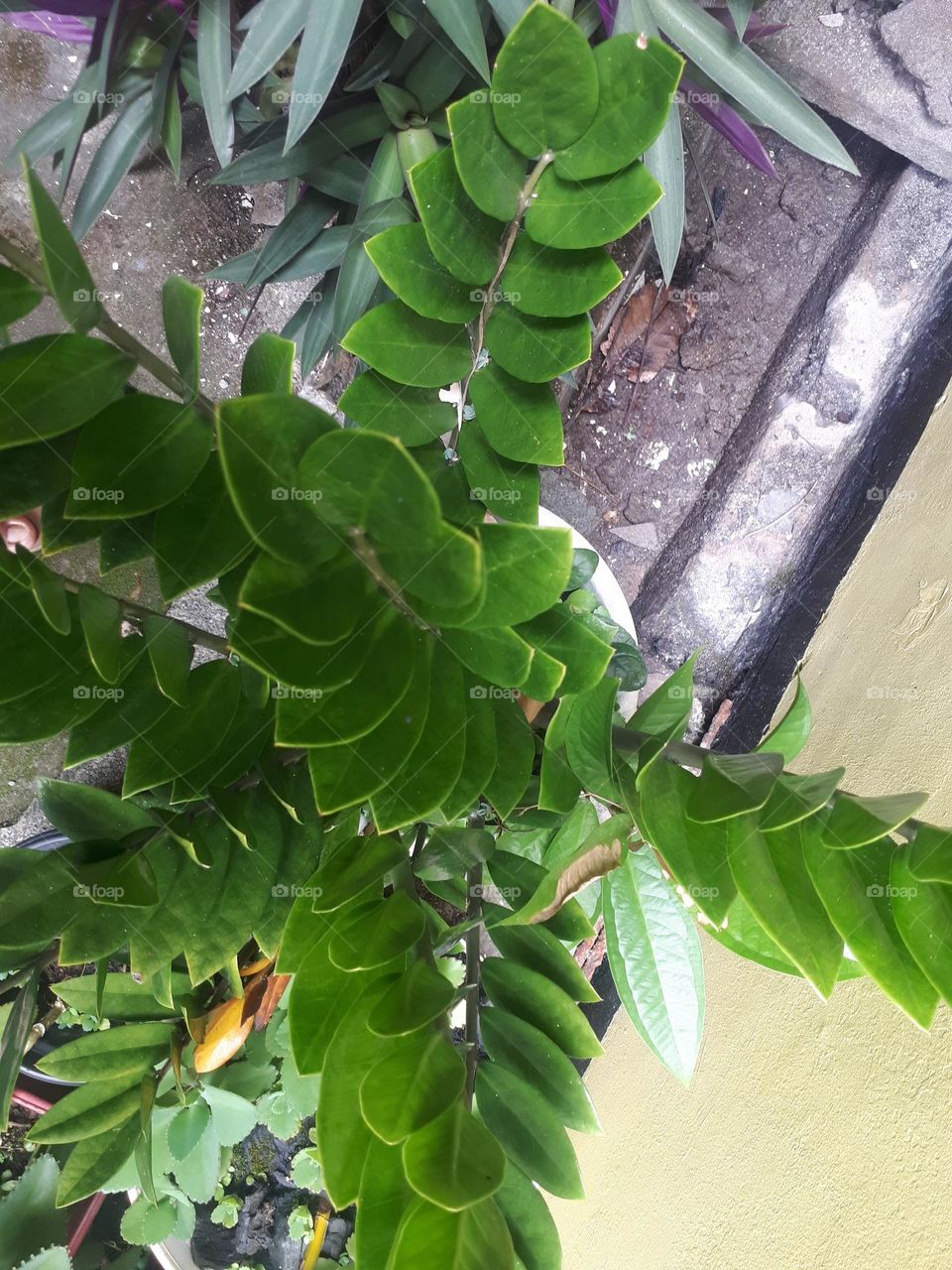 creative layout made of green leaves