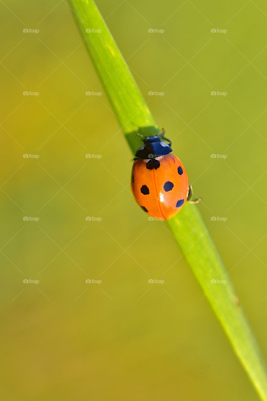 Ladybug is a little bright and very beautiful beetle. They can fly. They are red, yellow and orange. They are able to give some orange liquid - “milk”. That's why they're called ladybugs! 
Their milk has got a pungent and disgusting smell, so nobody