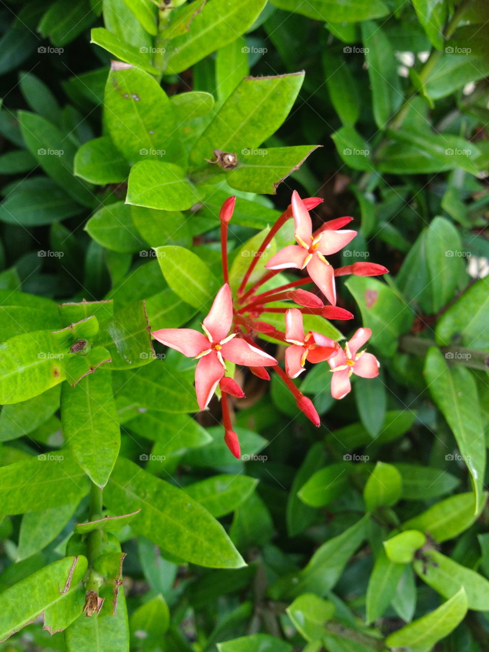 Tropical flower