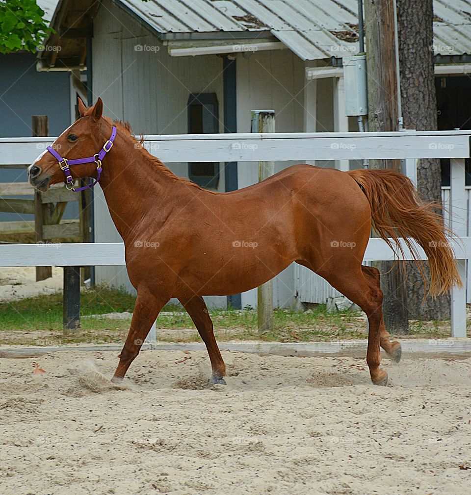 Glimmers: Small Moments of Happiness  - A beautiful chestnut horse paced around the stables for exercise