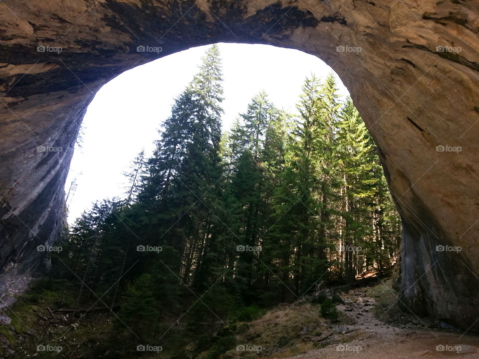 Scenic view of trees in forest