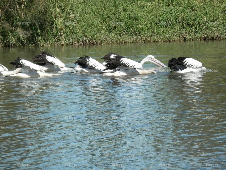 Pelicans