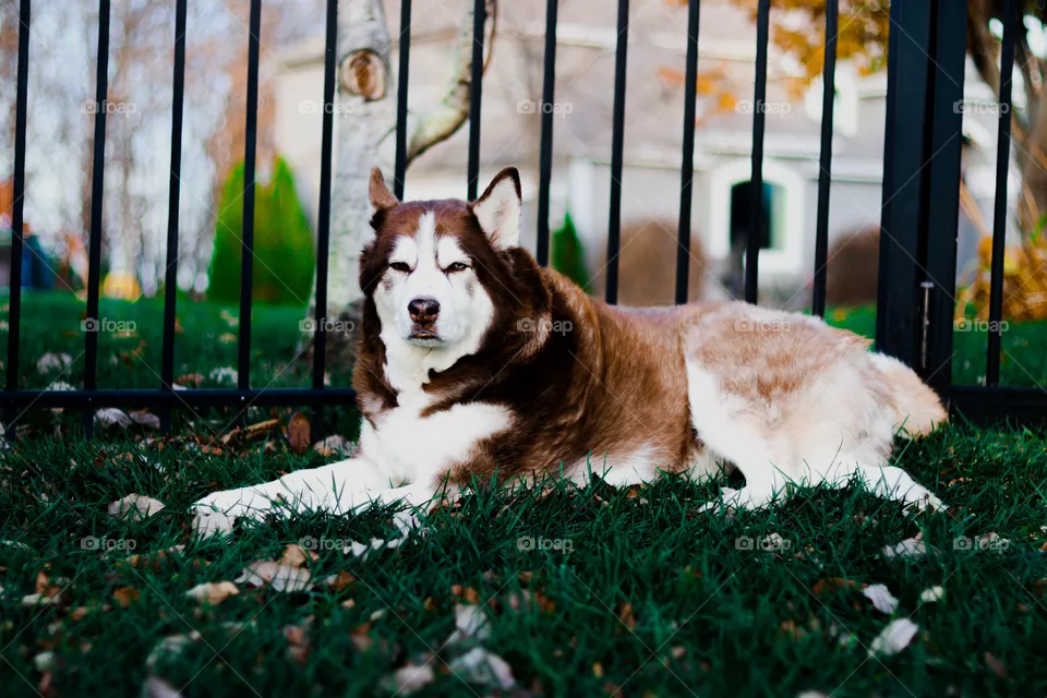 husky laying in the yard