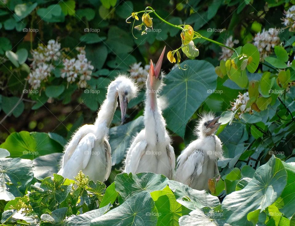 A group of yeung birds heron