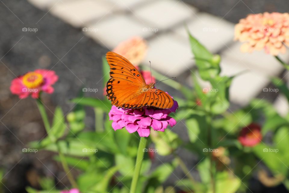 Pink zinnia flower and butterfly