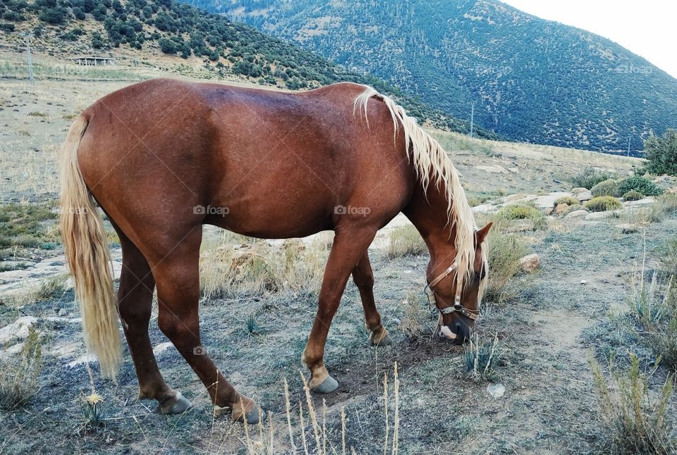 rural life, photo of horse in nature.