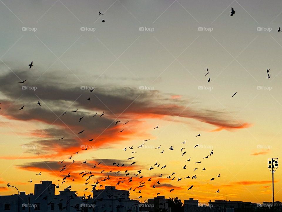 A flock of birds at dawn in a suburban area