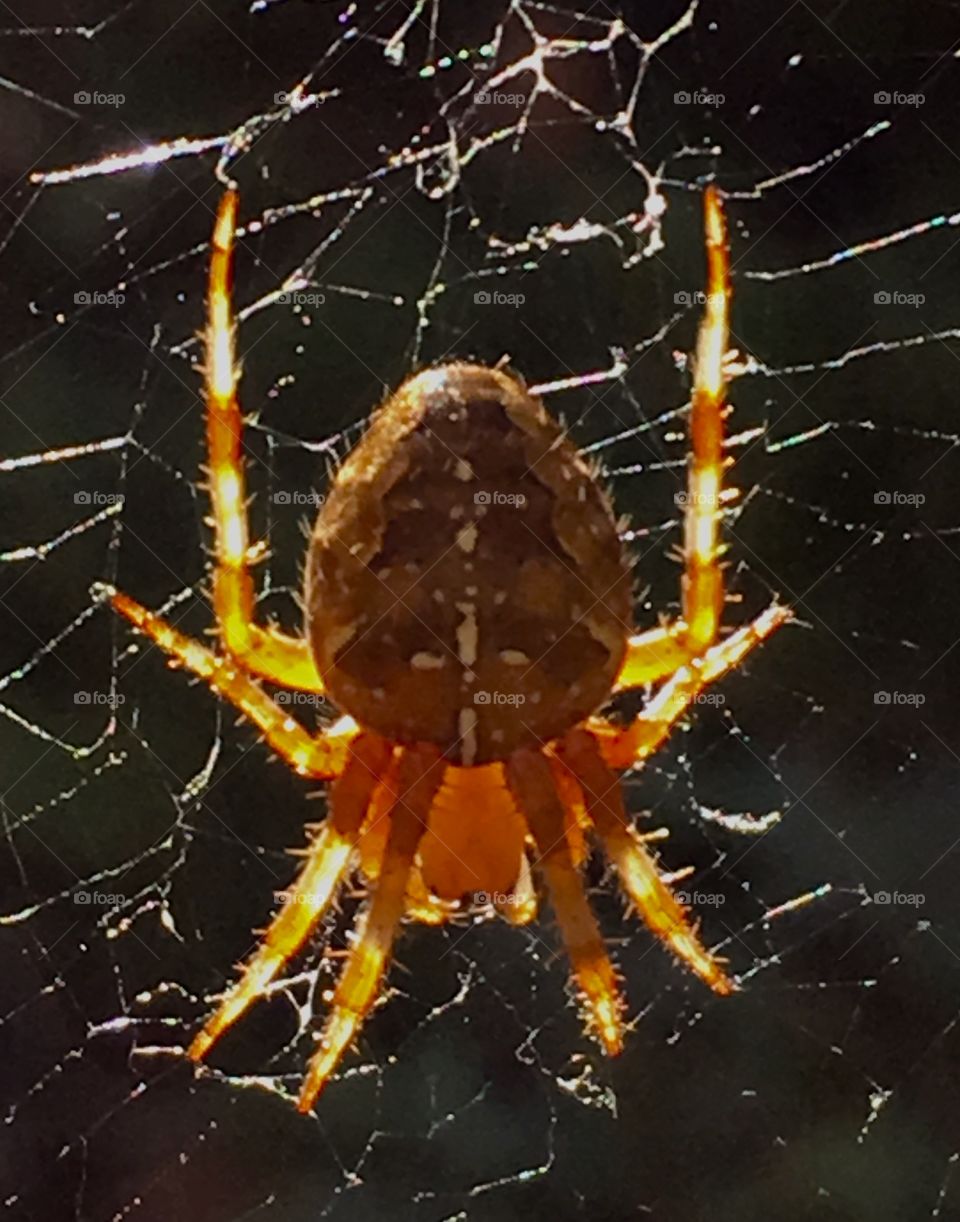 Cross spider (Araneus diadematus)