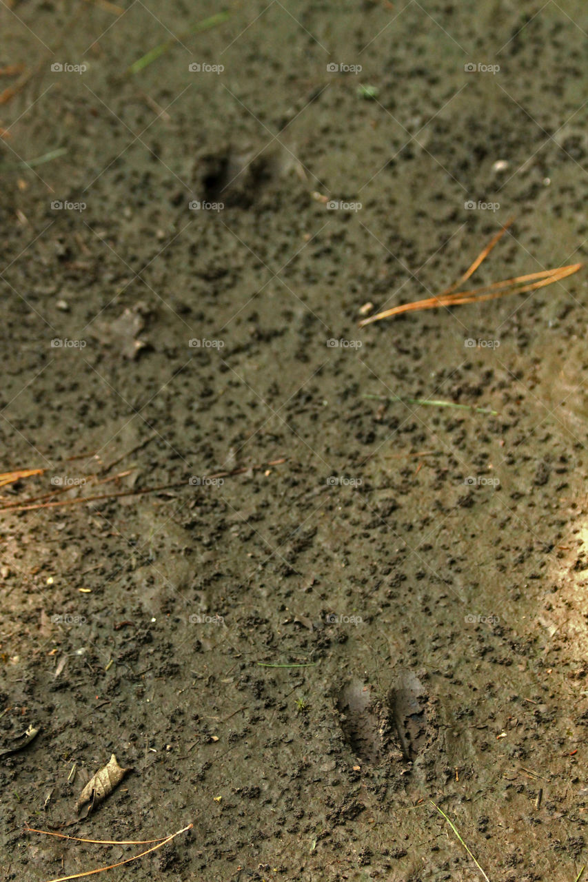 Deer tracks in the mud.