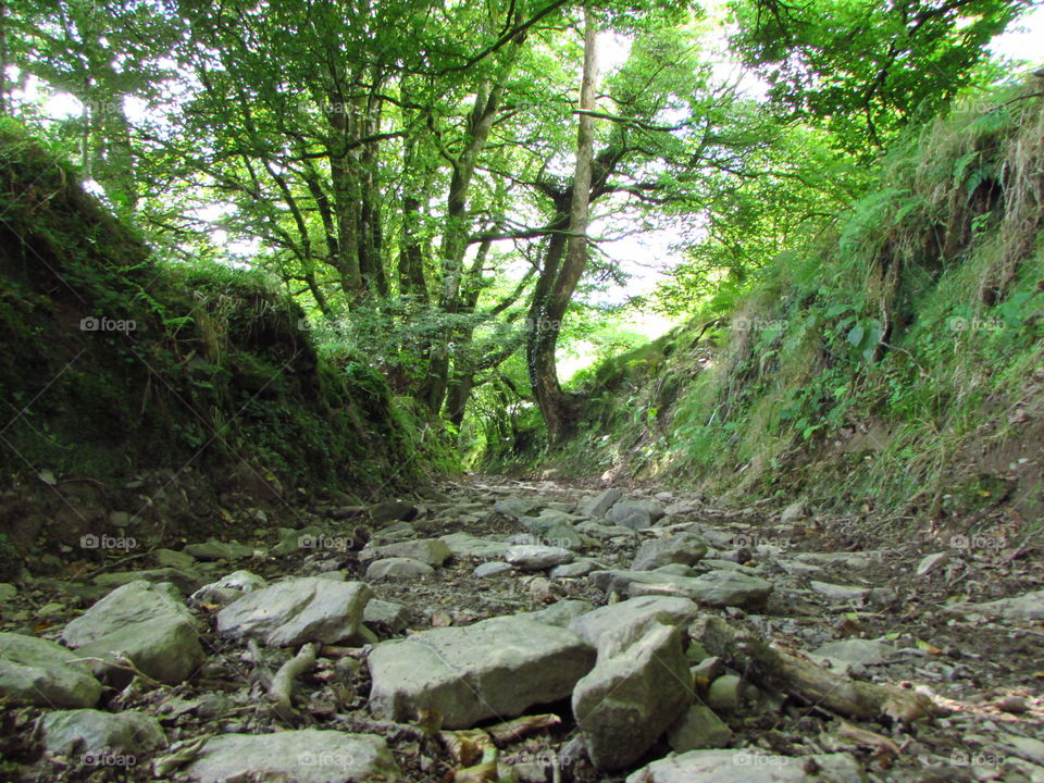 Stoney path