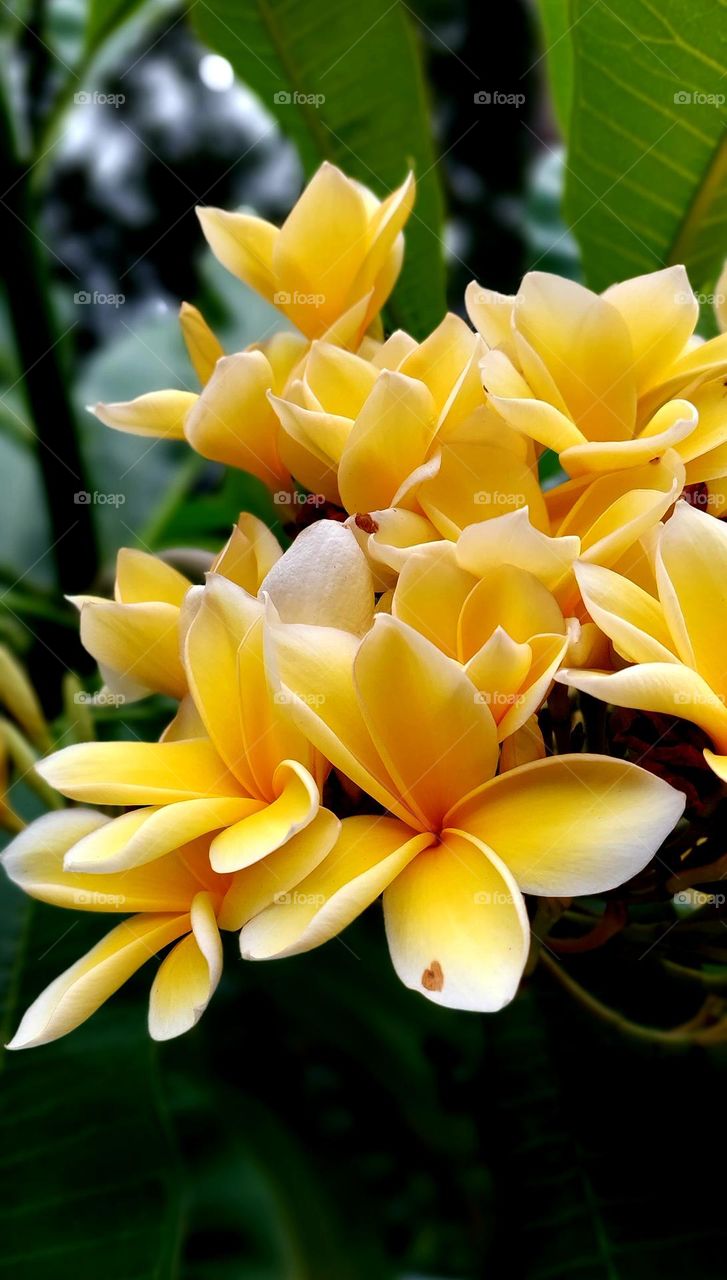 Plumeria rubra is the most common frangipani plant species, has the most varieties and is the most widely cultivated in the Bali region compared to other species