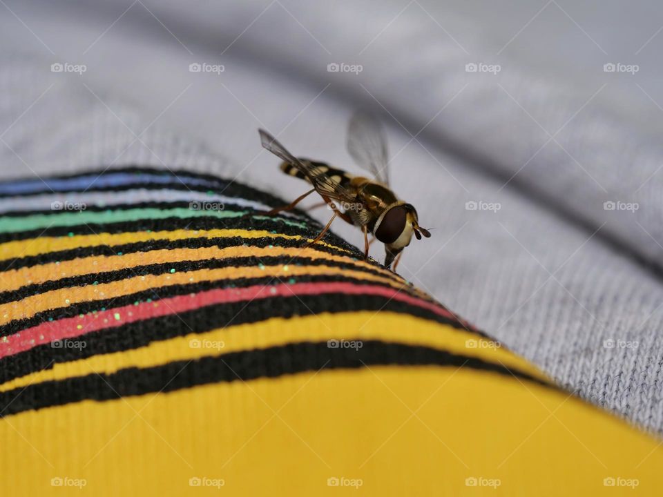 Hoverfly on rainbow colours