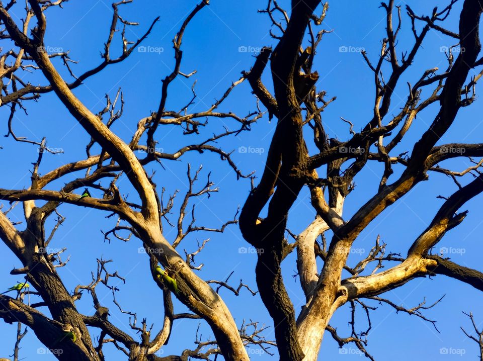 Dry tree in the park