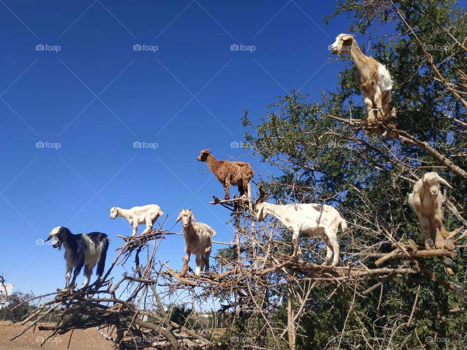 a beautiful goat looking at my camera.