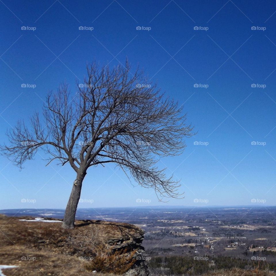 tree on a cliff. Visiting home and hiking at Thatcher Park