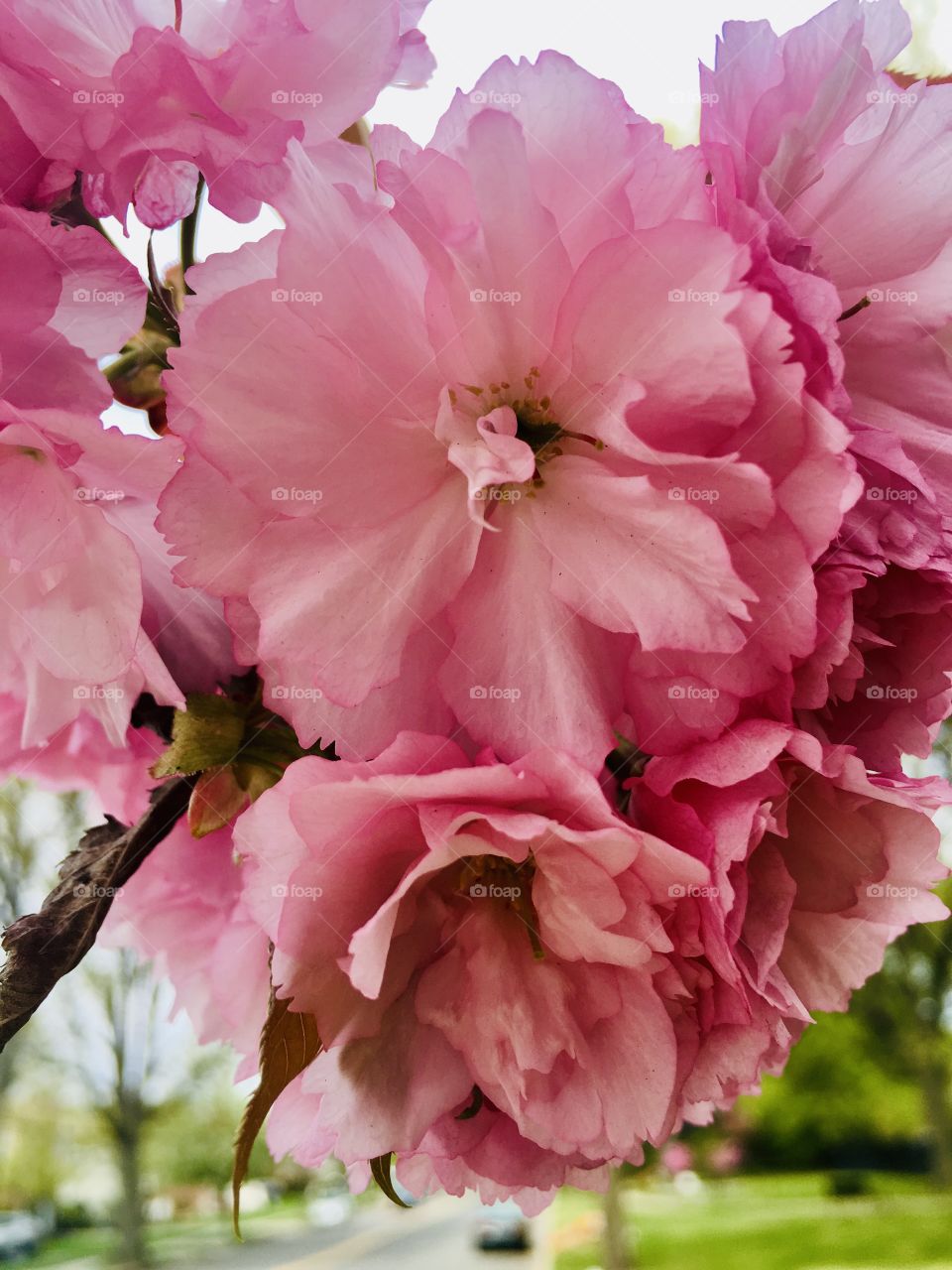 Close up of puffy cherry blossom start of summer