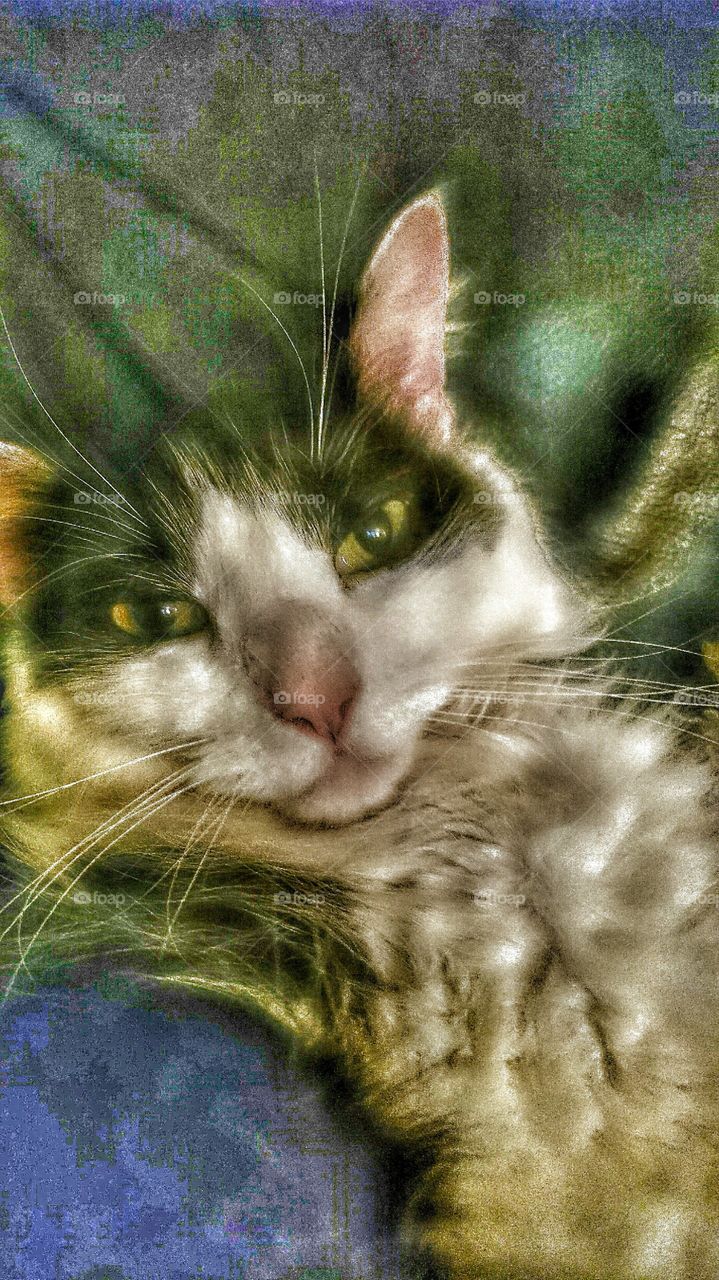 cat capture . misty cat