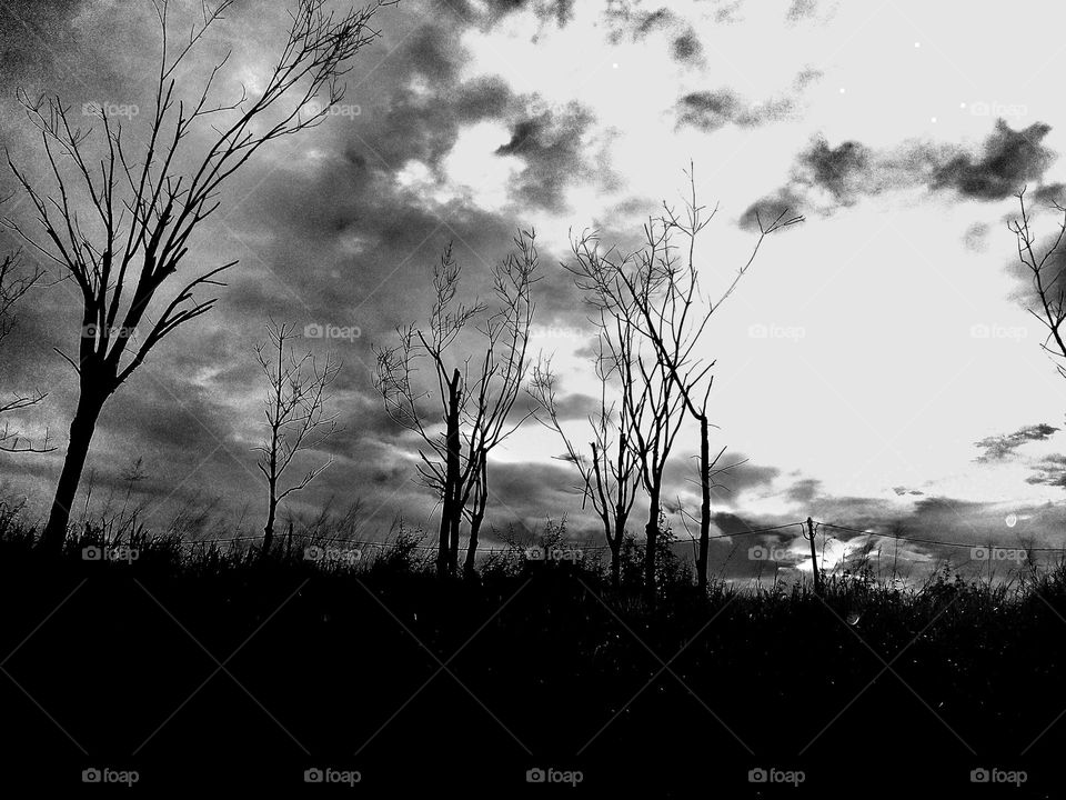 spooky place with some tree without leaves.