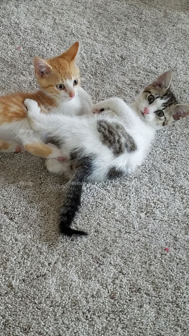 KITTENS