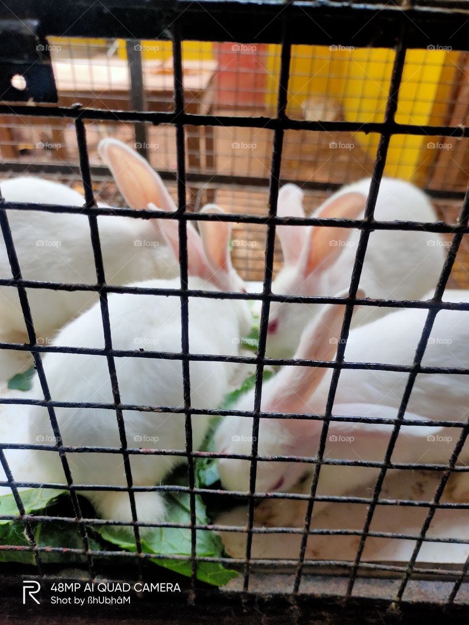 rabbit's 🐇🐇🐇🐇🐇🐇click