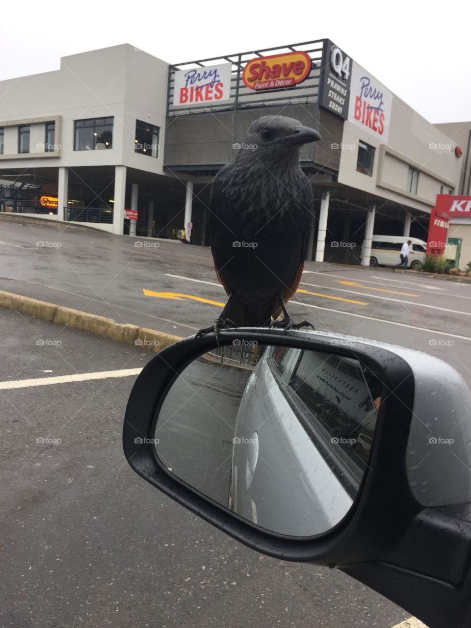 Bird sitting on car window