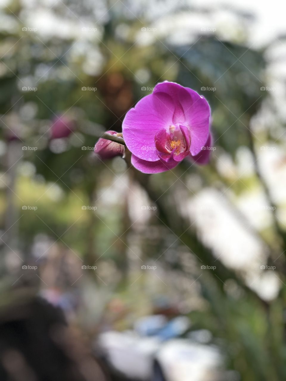 orchid