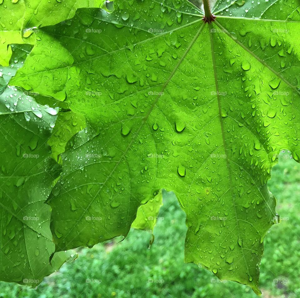 Spring Rain